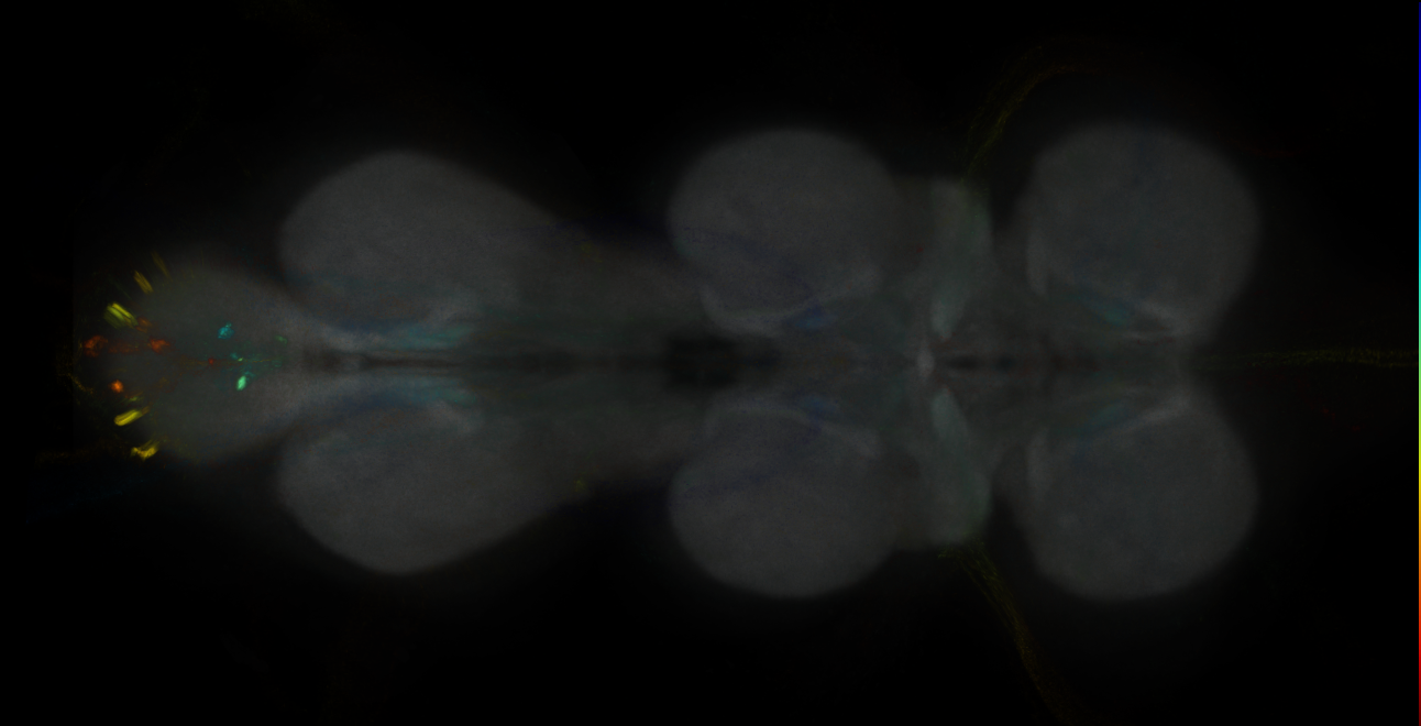 JRC_MB188B_VNC_2020__1