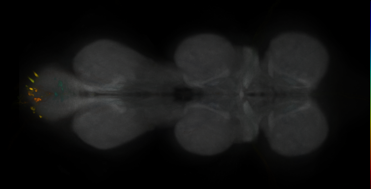 JRC_MB194B_VNC_2020__2