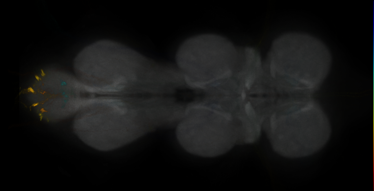 JRC_MB043B_VNC_2020__1