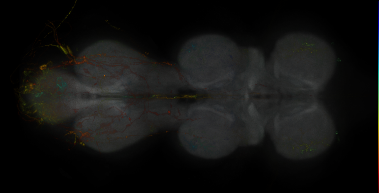 JRC_MB085C_VNC_2020__1