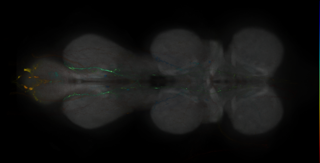 JRC_MB082C_VNC_2020__1
