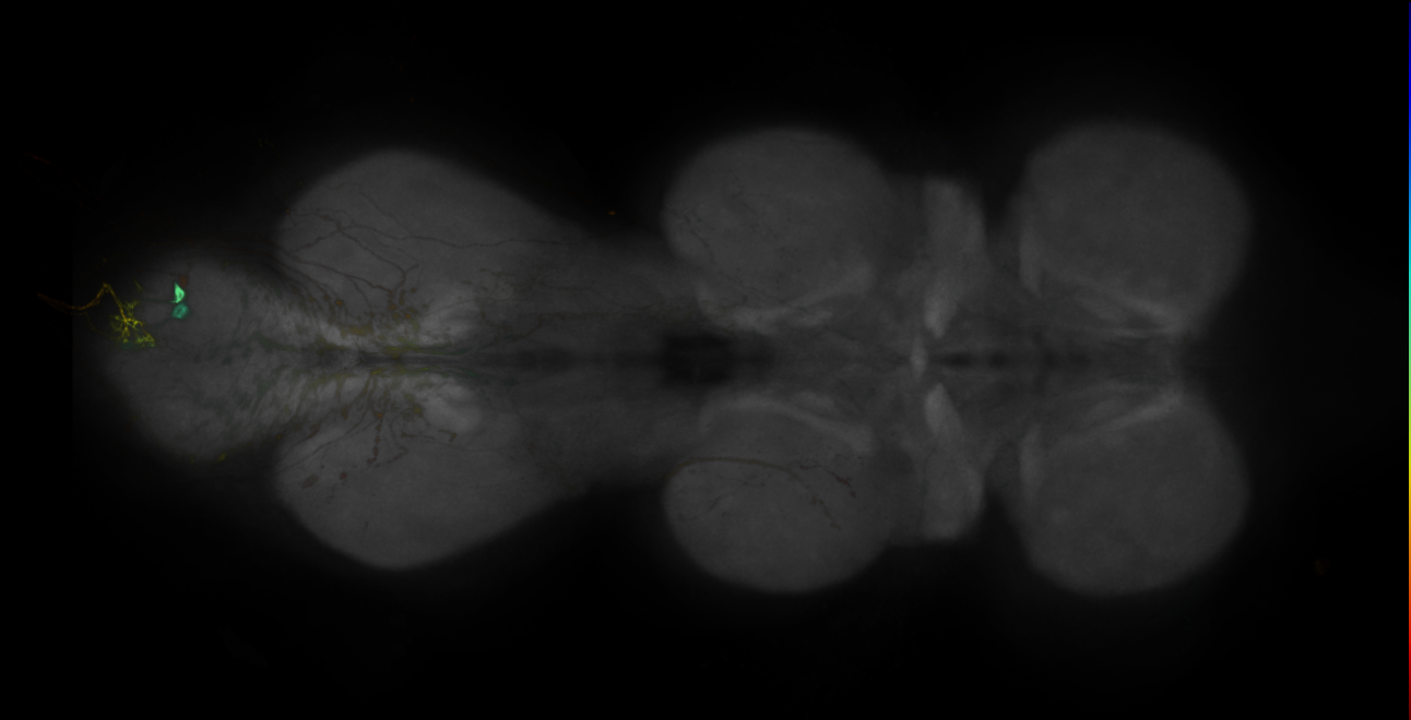 JRC_MB242A_VNC_2020__1