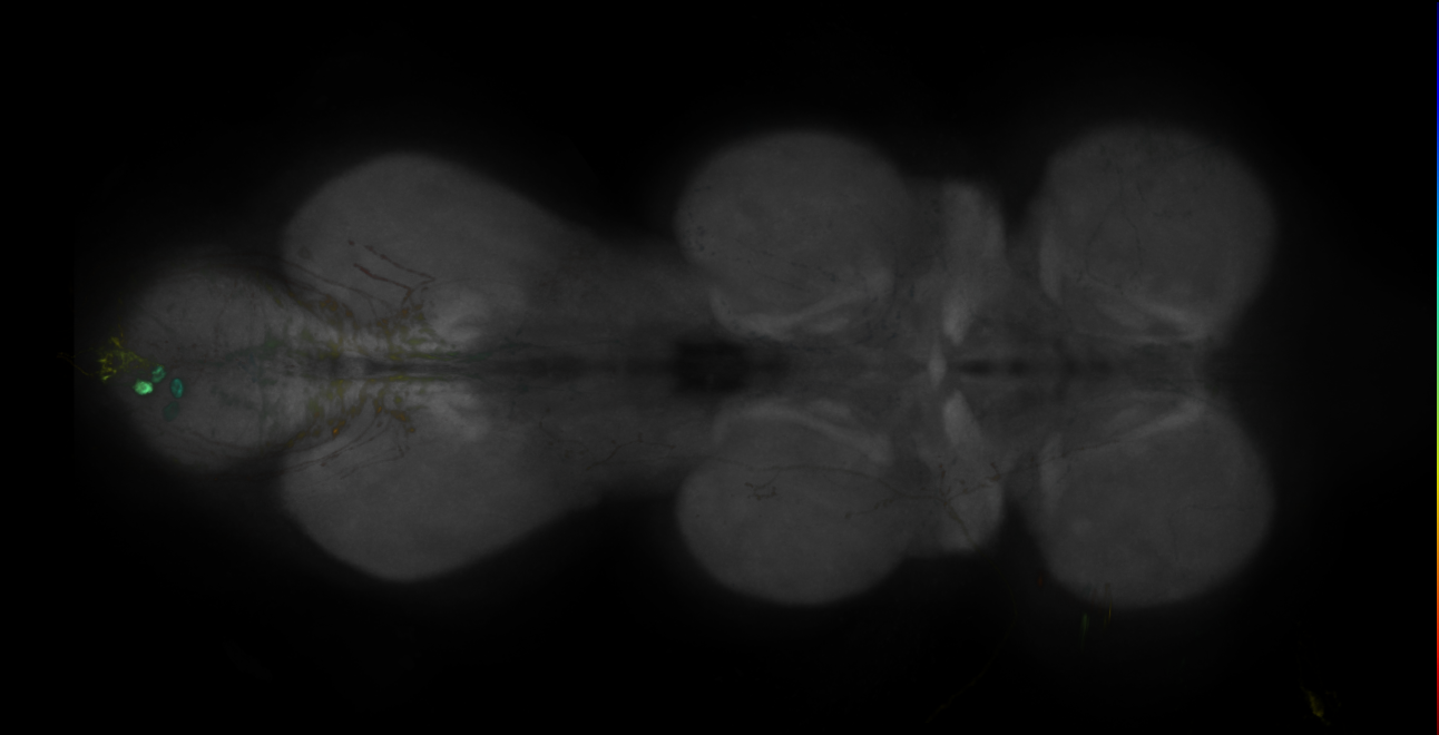 JRC_MB242A_VNC_2020__2
