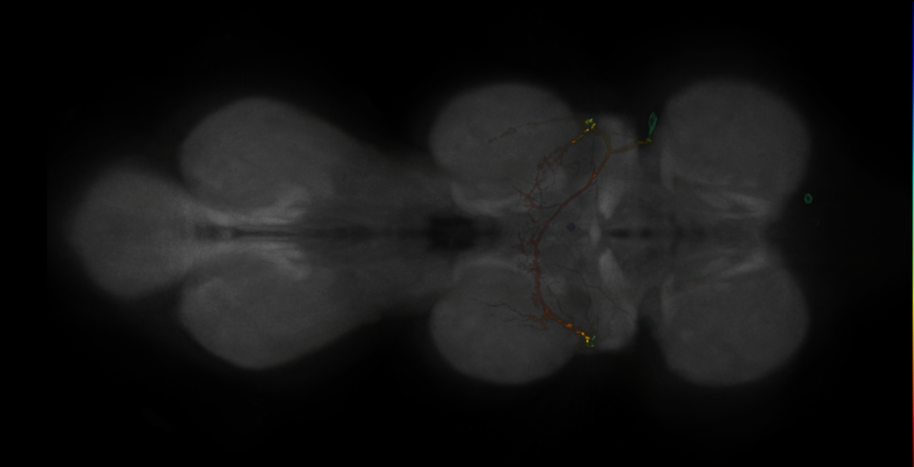 JRC_MB080C_VNC_2020__1