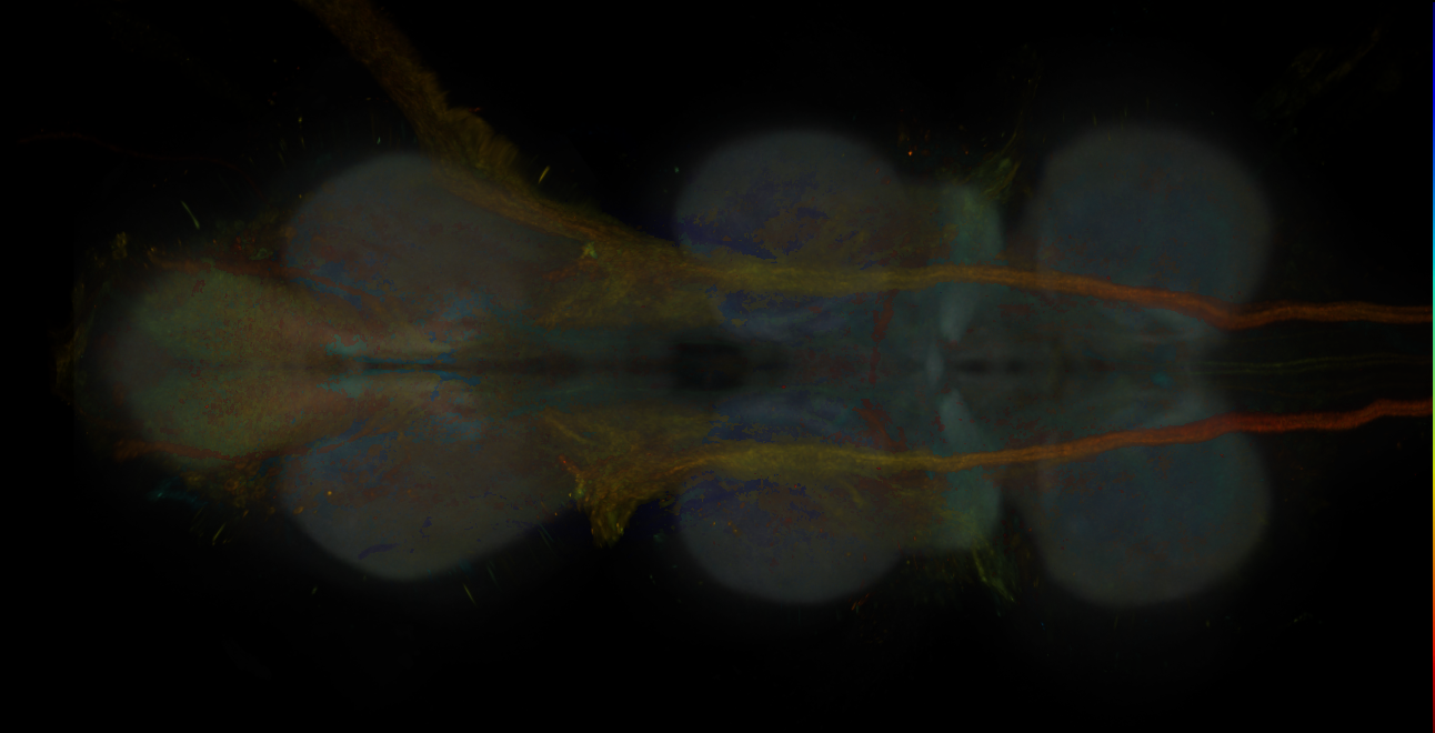 JRC_MB196B_VNC_2020__1