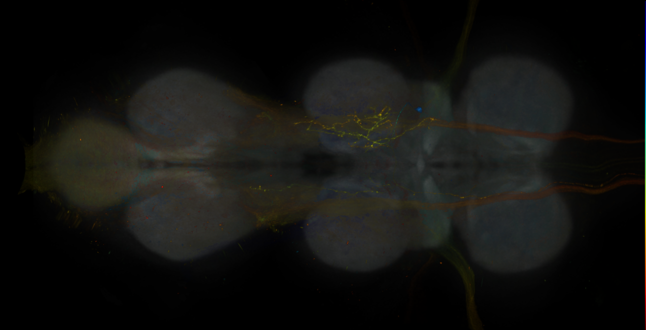 JRC_MB043B_VNC_2020__2