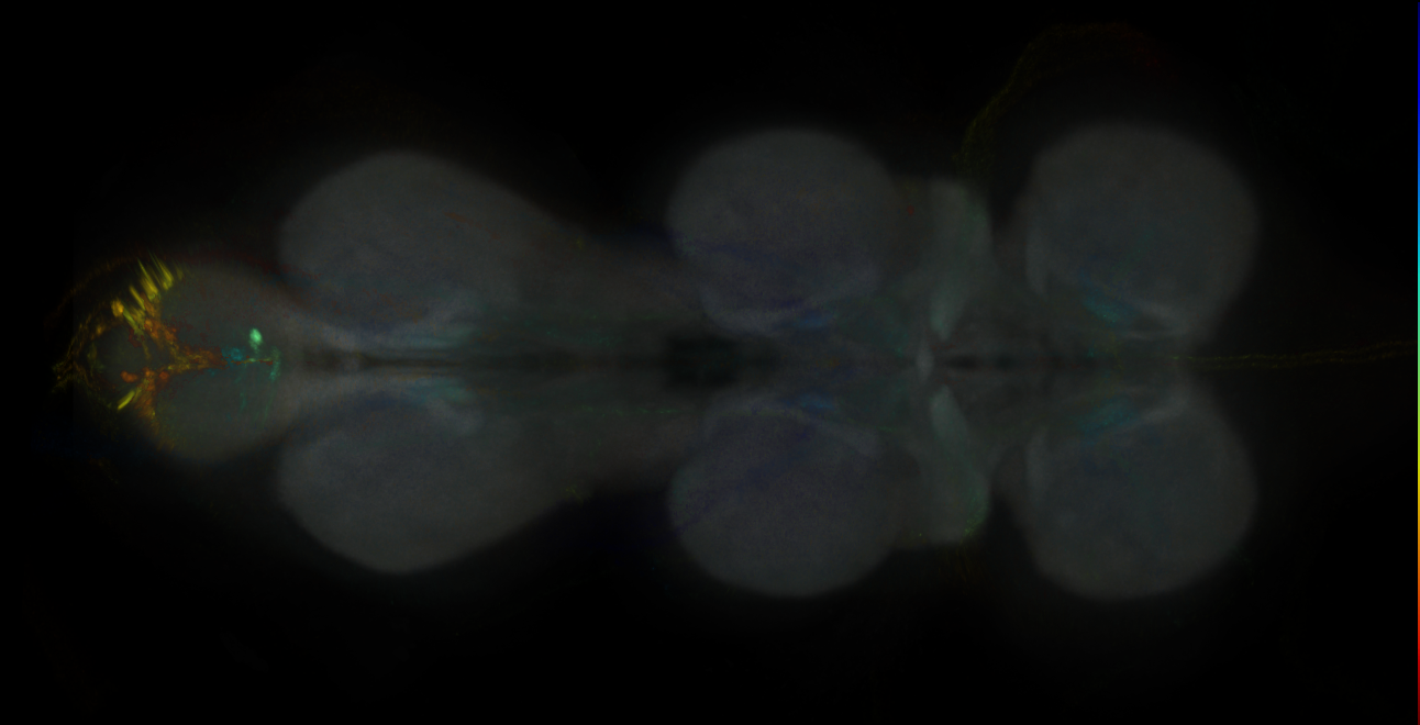 JRC_MB299B_VNC_2020__3