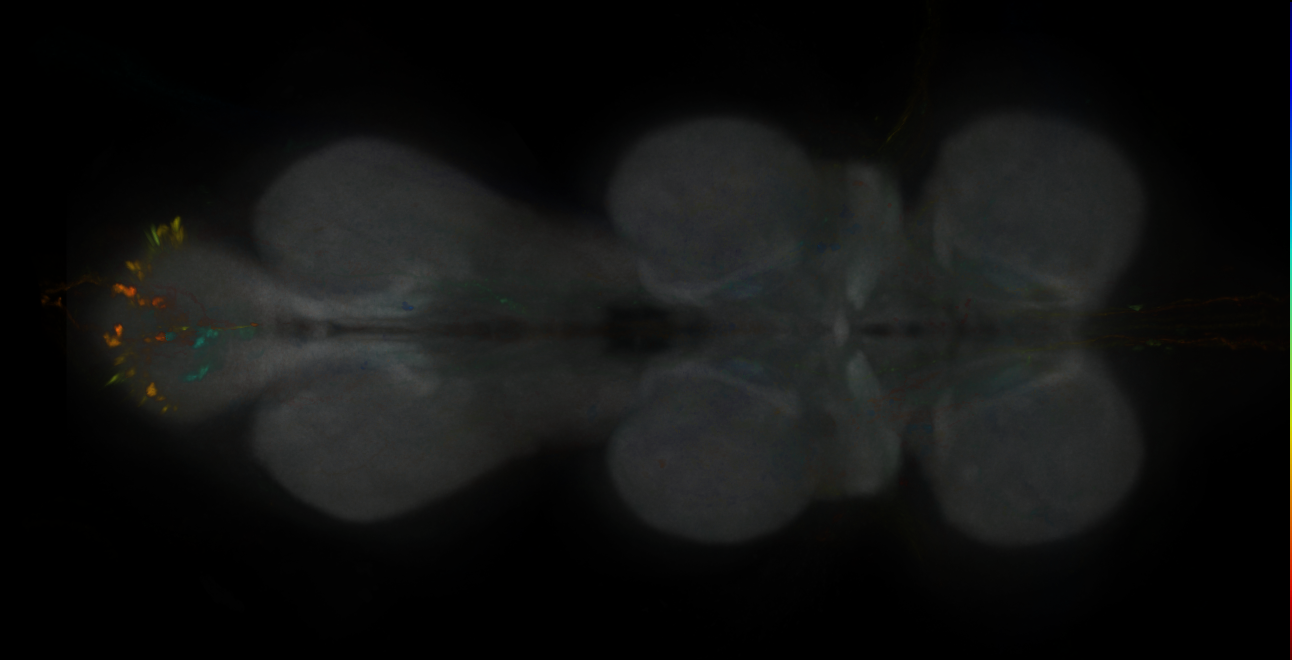 JRC_MB419B_VNC_2020__3