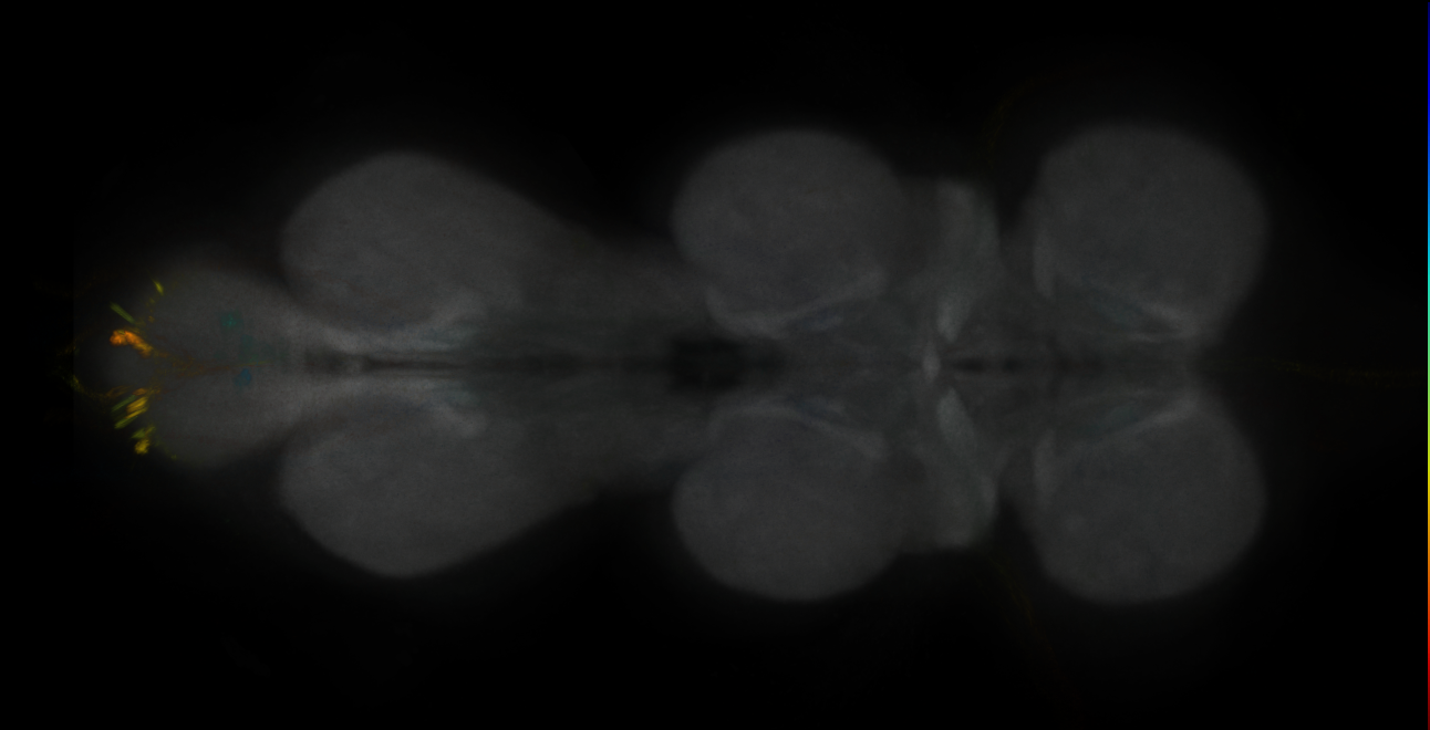 JRC_MB196B_VNC_2020__4