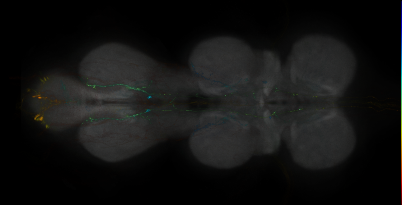 JRC_MB051B_VNC_2020__1