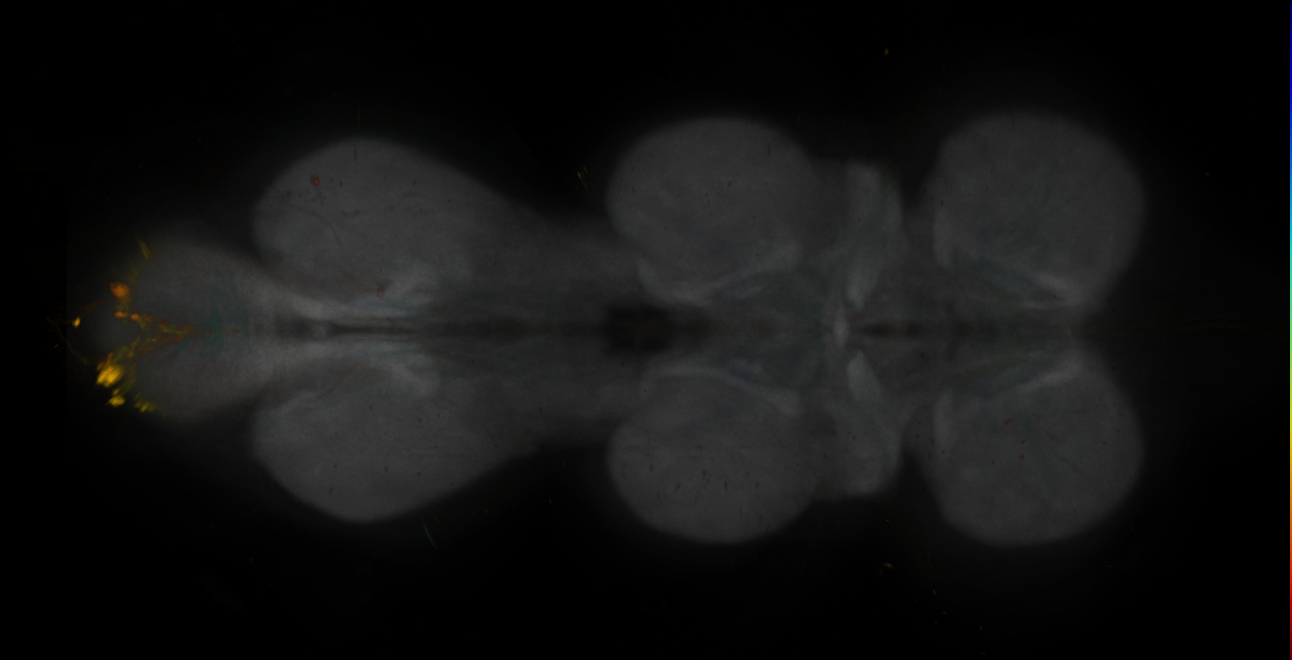 JRC_MB549C_VNC_2020__1