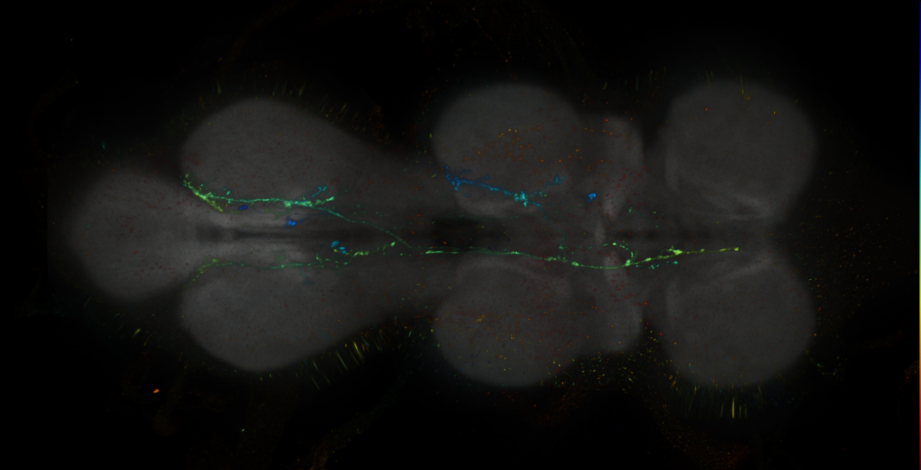JRC_MB051B_VNC_2020__3