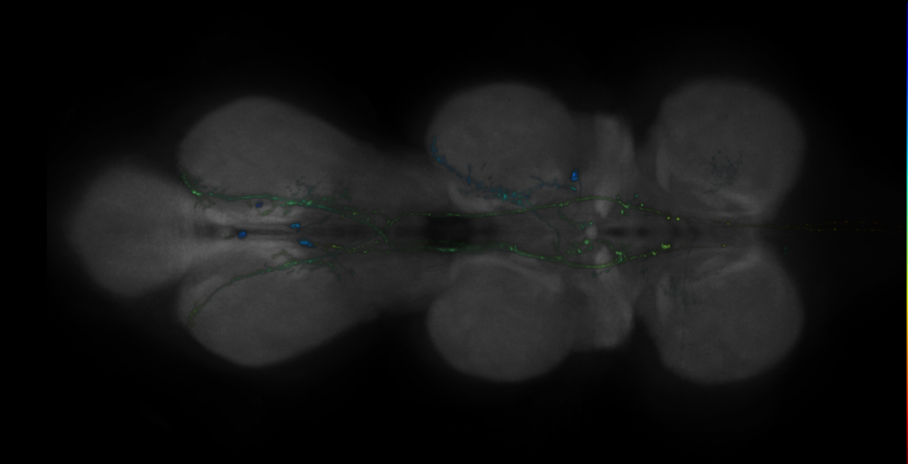 JRC_MB051B_VNC_2020__4