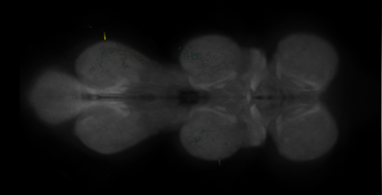 JRC_MB542B_VNC_2020__4