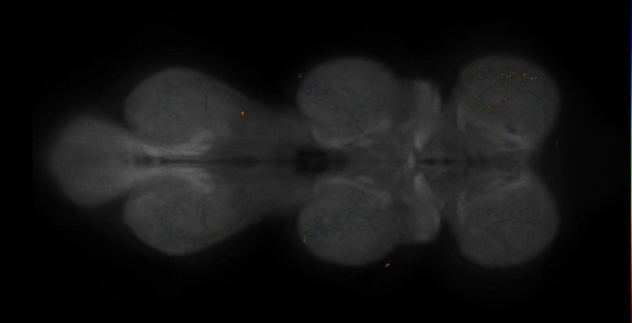 JRC_MB542B_VNC_2020__5
