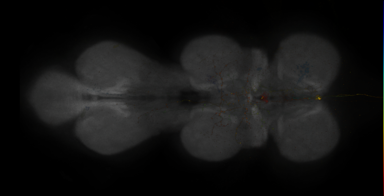 JRC_MB543B_VNC_2020__2