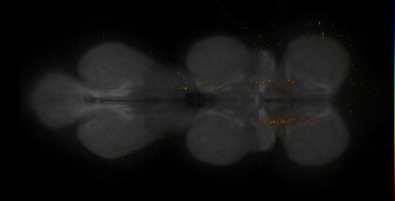 JRC_MB296B_VNC_2020__6