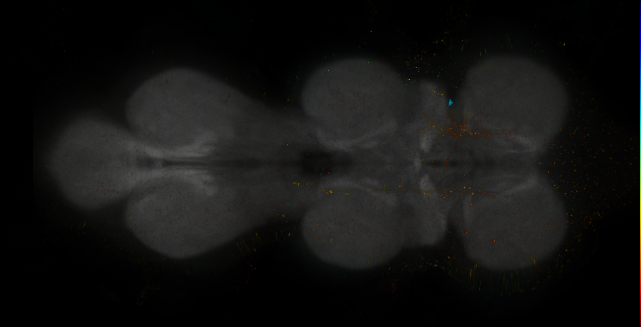 JRC_MB296B_VNC_2020__8