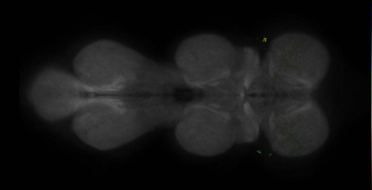 JRC_MB005B_VNC_2020__3