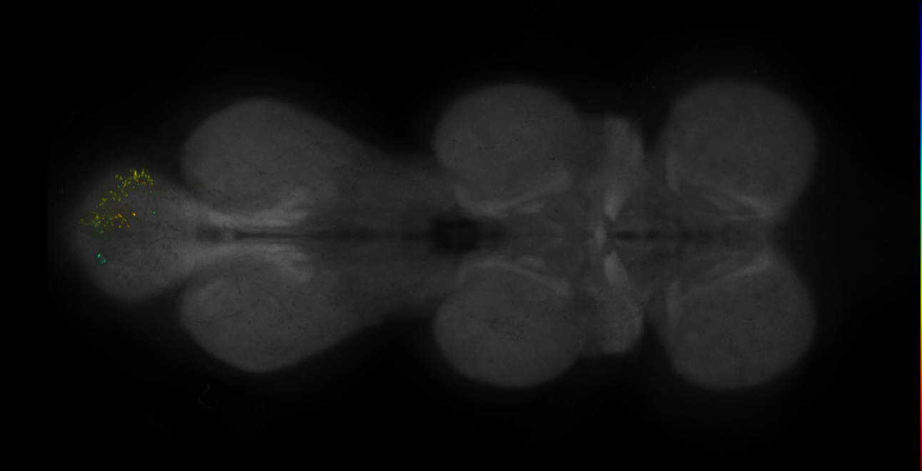 JRC_MB463B_VNC_2020__1