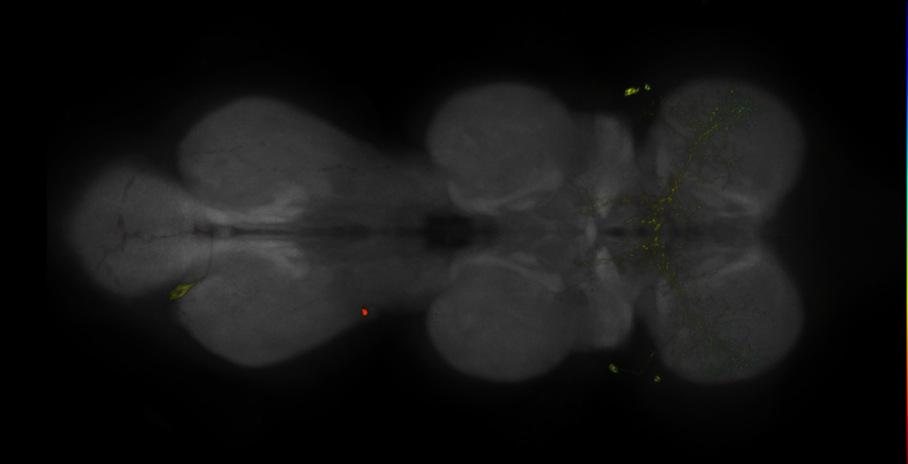 JRC_MB005B_VNC_2020__4