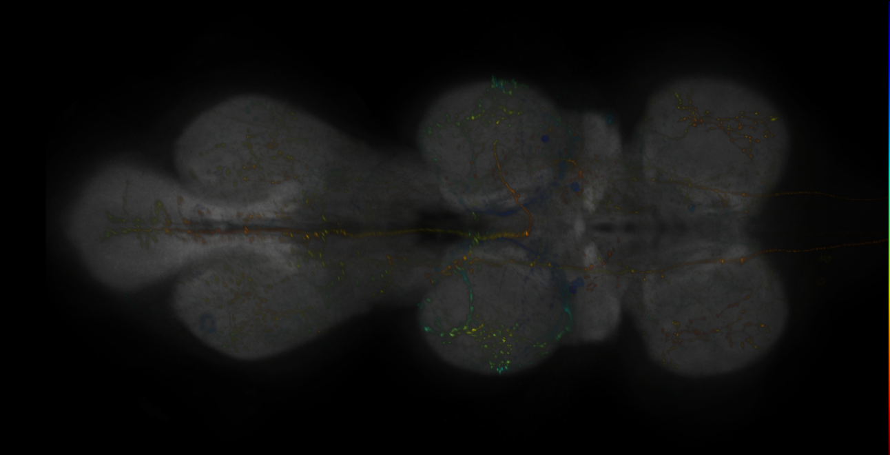 JRC_MB438B_VNC_2020__1