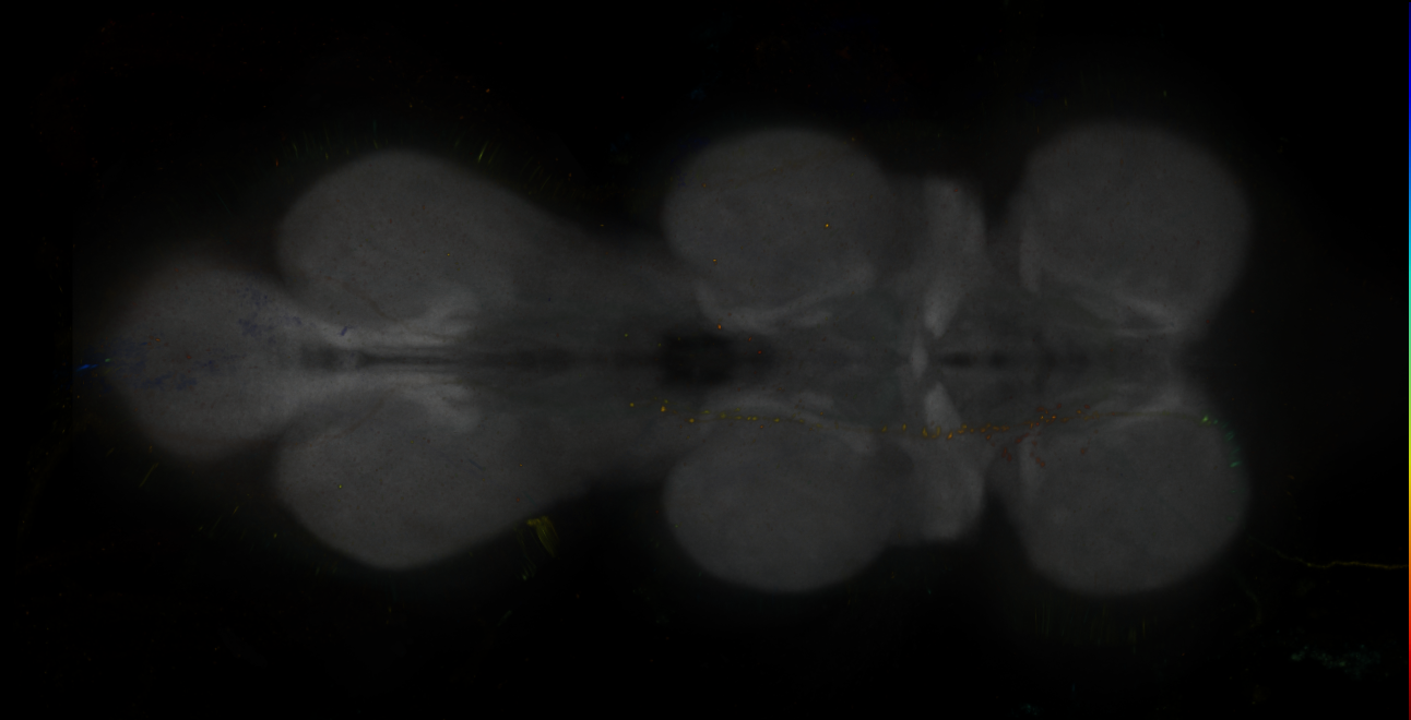JRC_MB299B_VNC_2020__10