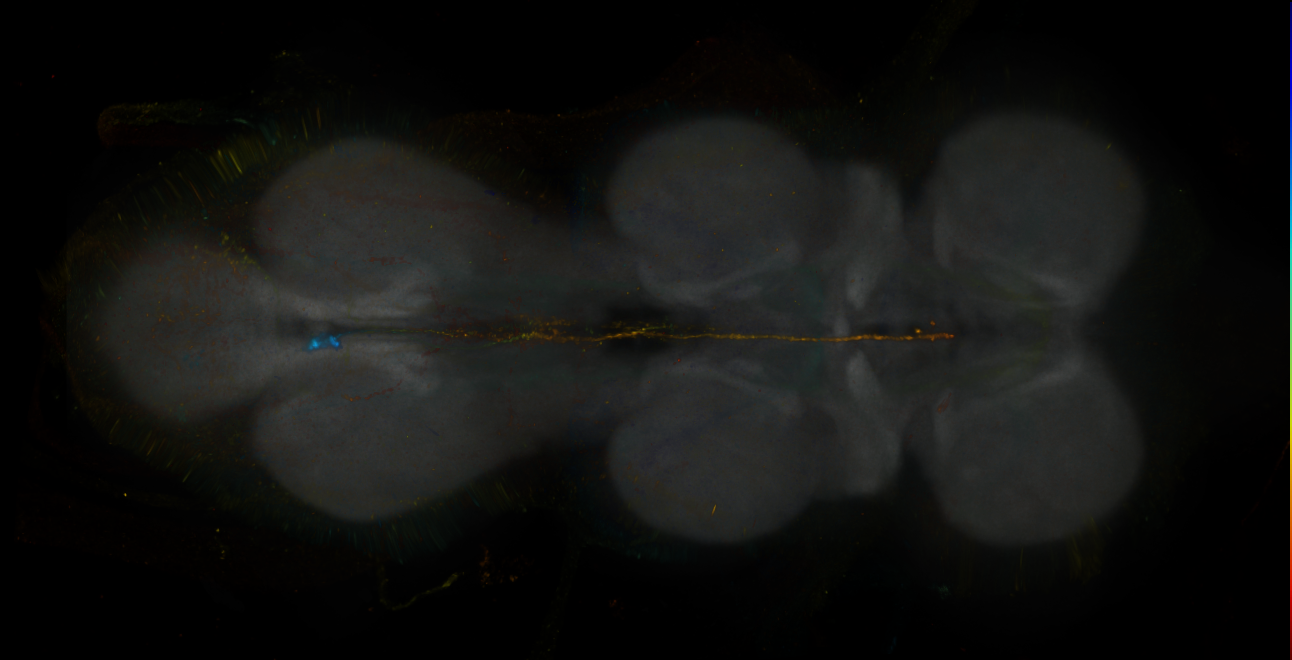 JRC_MB213B_VNC_2020__8