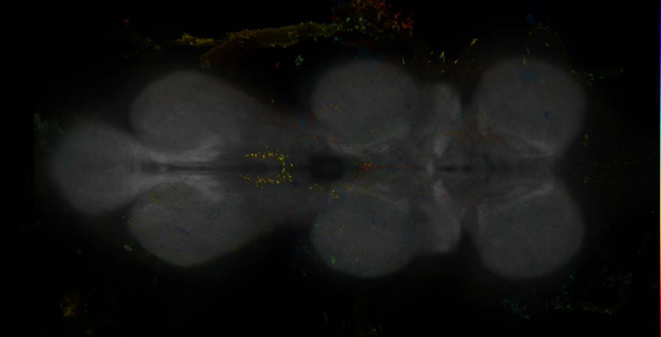 JRC_MB296B_VNC_2020__10
