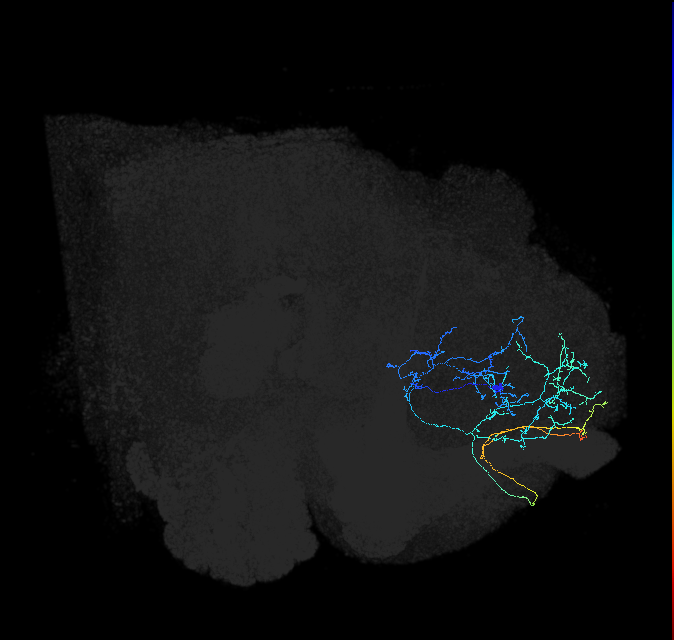 ADL03oh_pct(aSP27a)_R