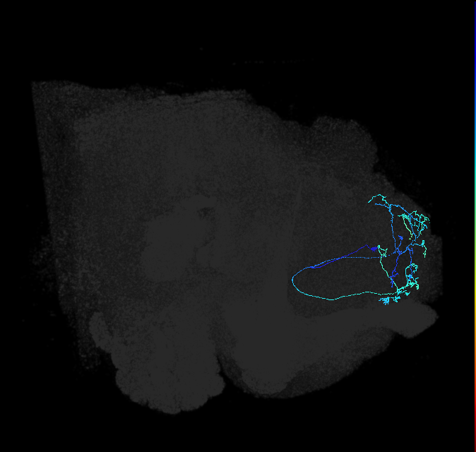 ADL02h_pct_R