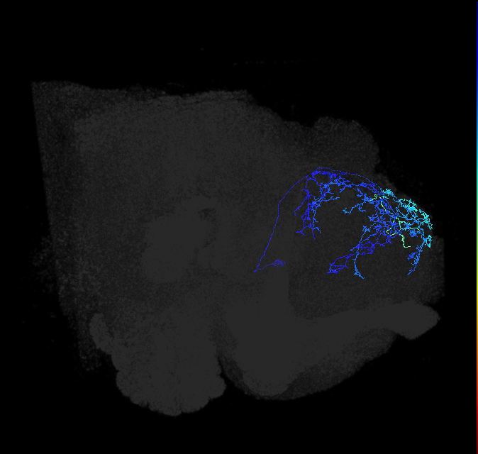 ADL10oa_pct_R