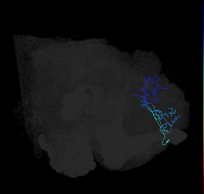 ADL17b_a_pct_R