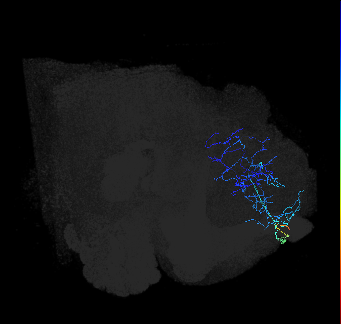ADL17p_pct_R