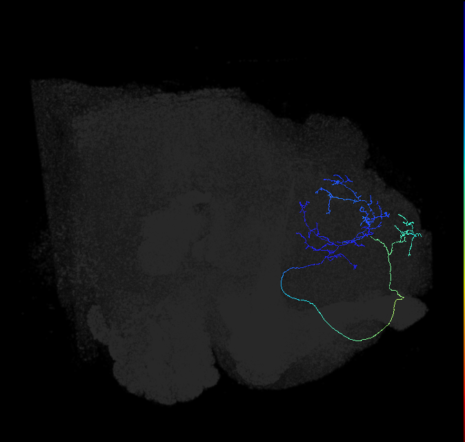 ADL15m_pct_R