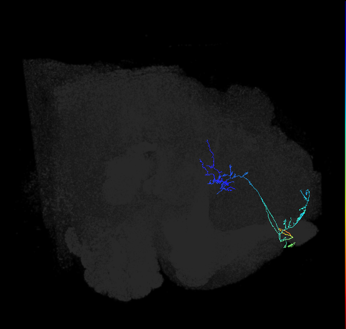 ADL17d_e_pct_R