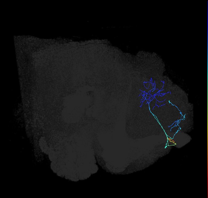 ADL17d_d_pct_R