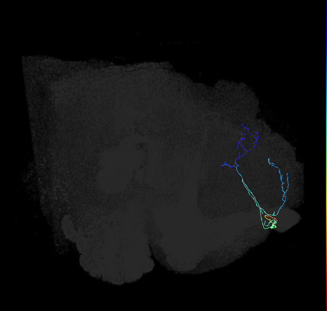 ADL17d_a_pct_R