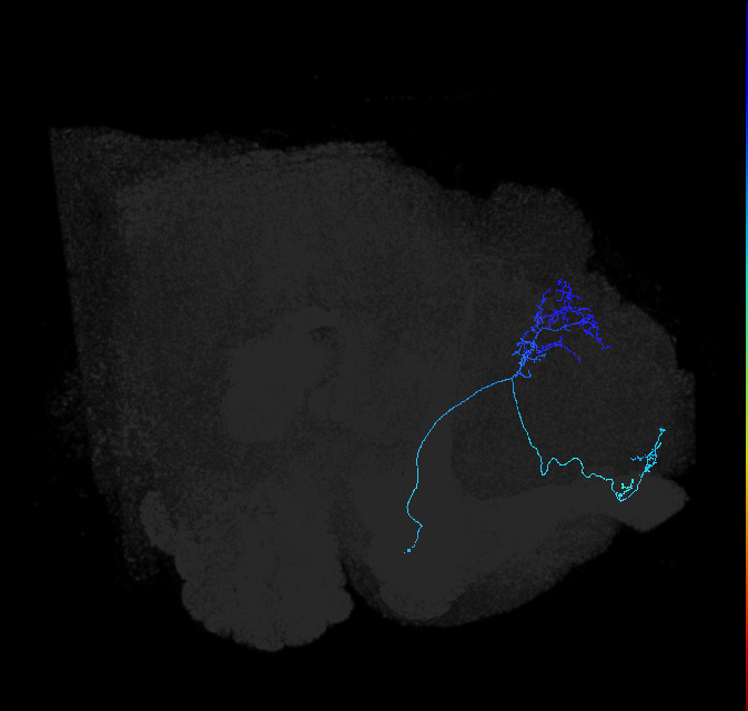 ADL19i_pct_R