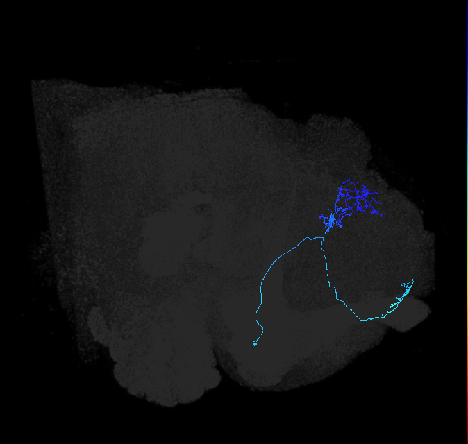 ADL19i_pct_R