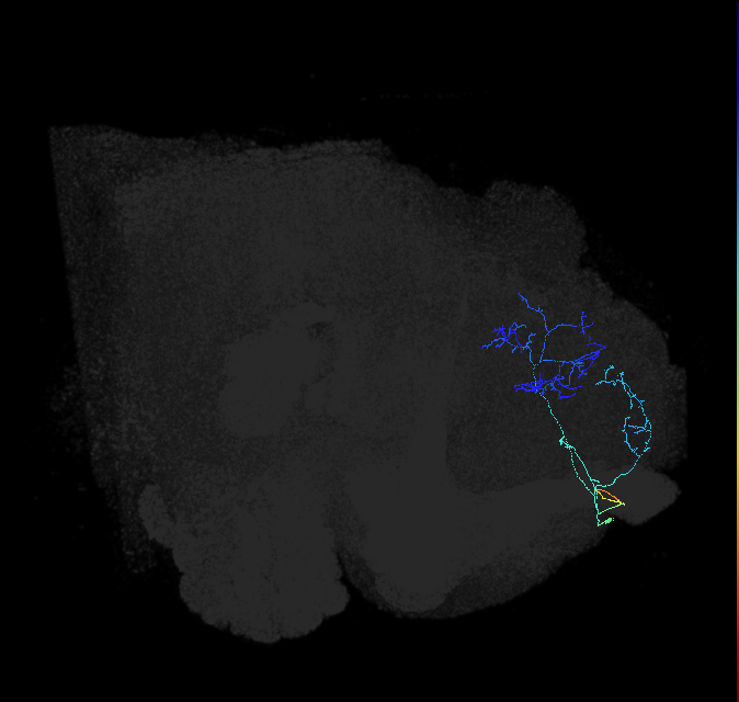 ADL17d_e_pct_R