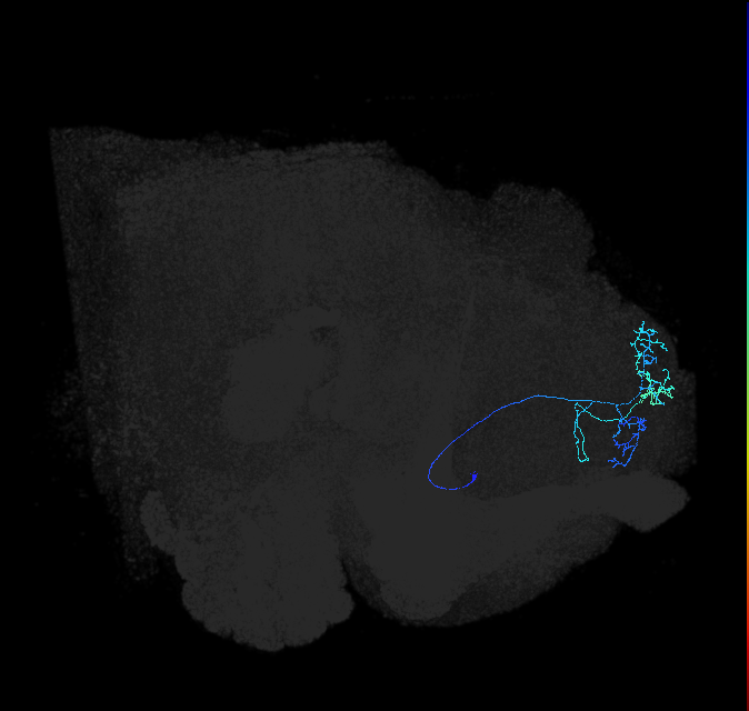 ADL20h_c_pct_R