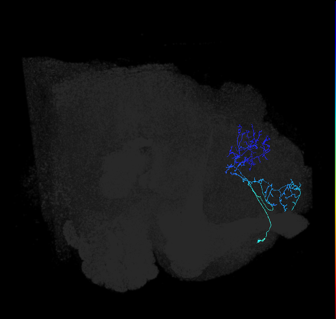 ADL17b_b_pct_R
