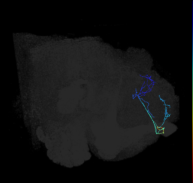 ADL17d_a_pct_R