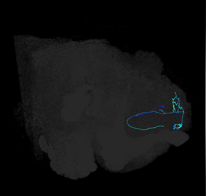 ADL02lh_pct_R