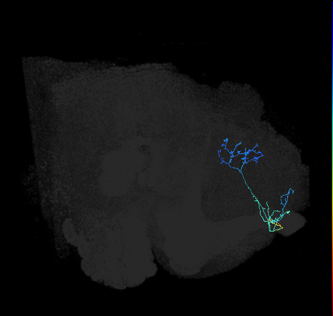 ADL17oc_pct_R