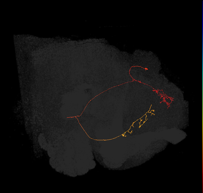 (PDM05)_L