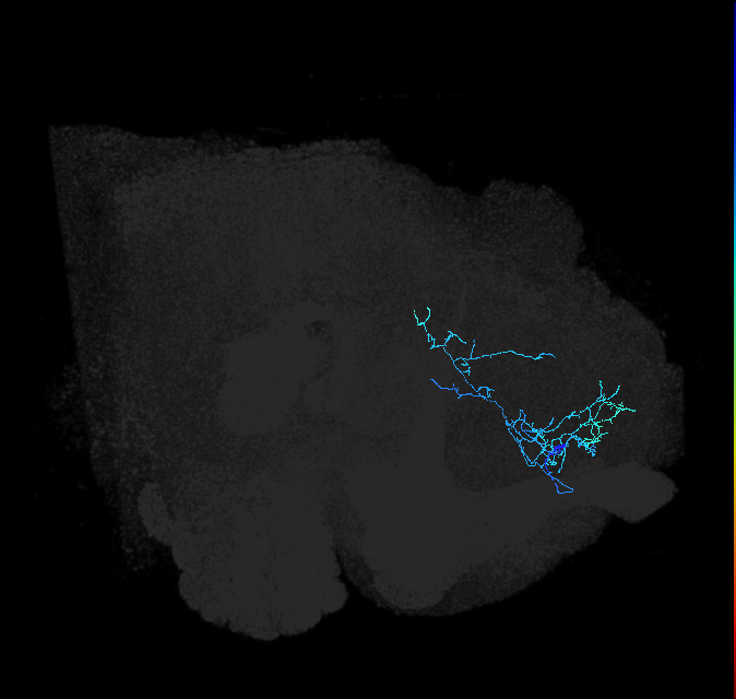 ADL18m_pct_R