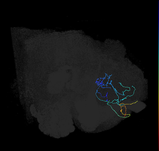 ADL03or_pct(aSP27b)_R