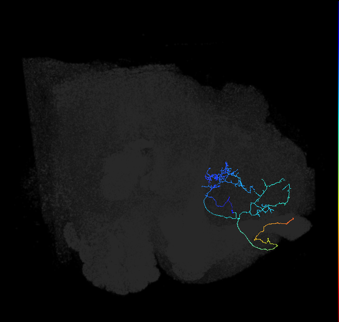 ADL03or_pct(aSP27b)_R